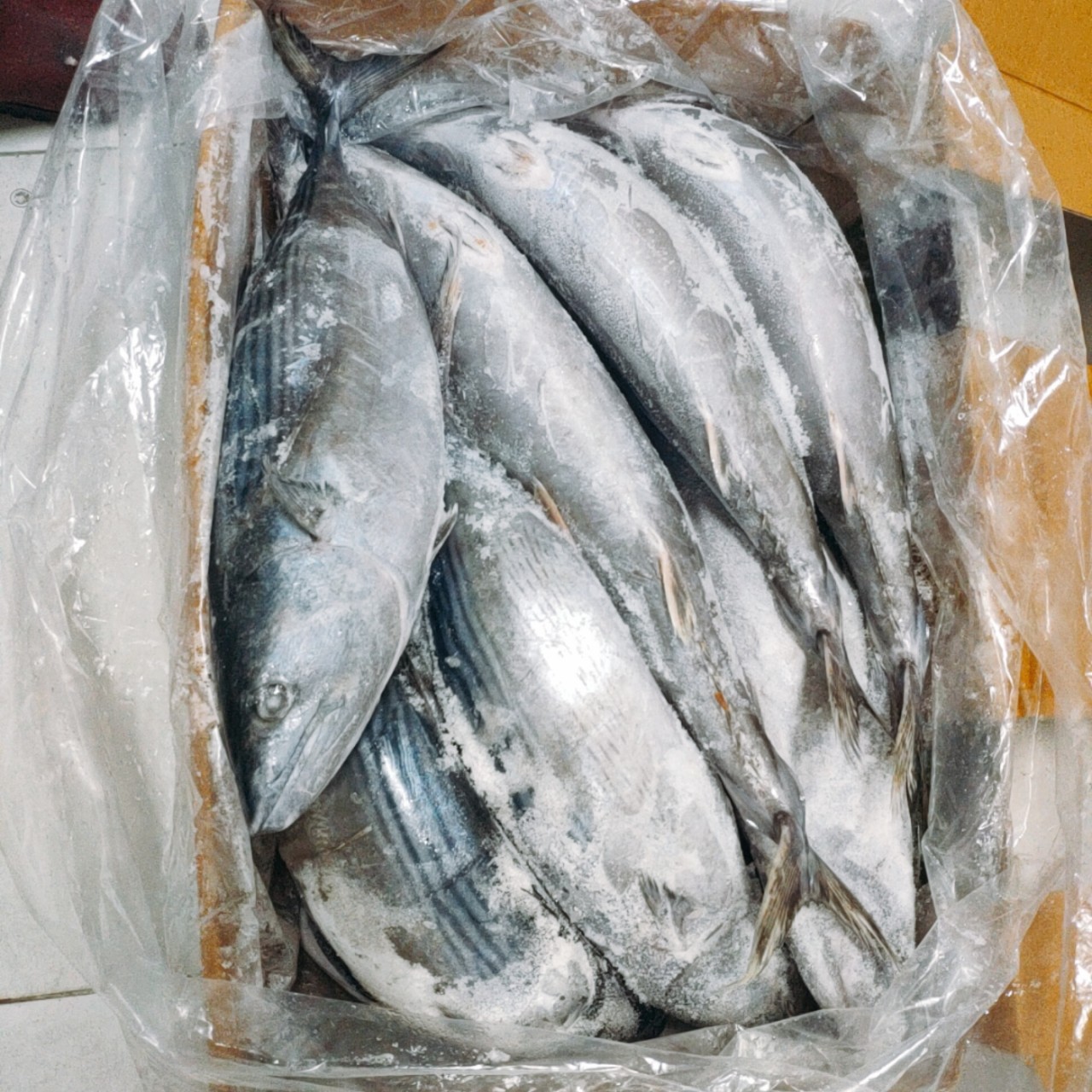 Cá ngừ thu Hàn Quốc