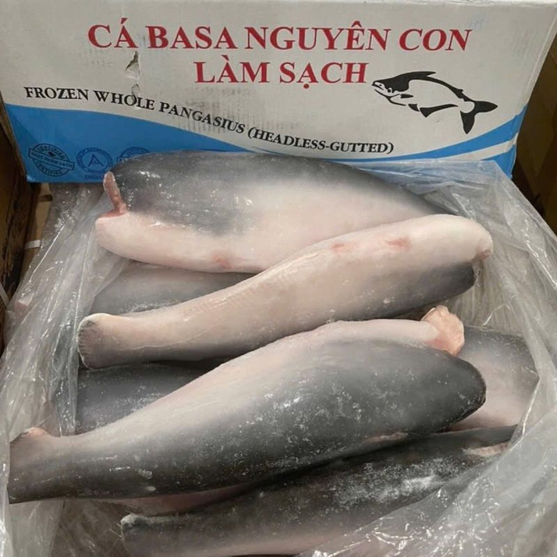 ca-basa-dong-lanh-cat-dau-nguyen-thung-01 Cá basa đông lạnh cắt đầu nguyên thùng