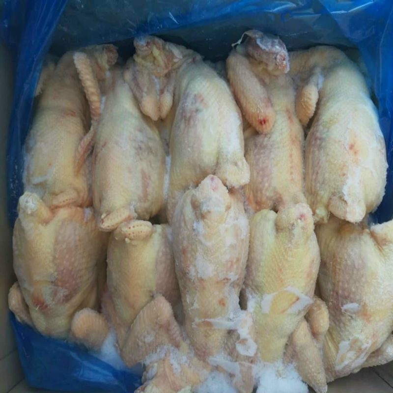 Gà dai không đầu