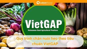Chăn nuôi heo theo tiêu chuẩn VietGap mới nhất 2025