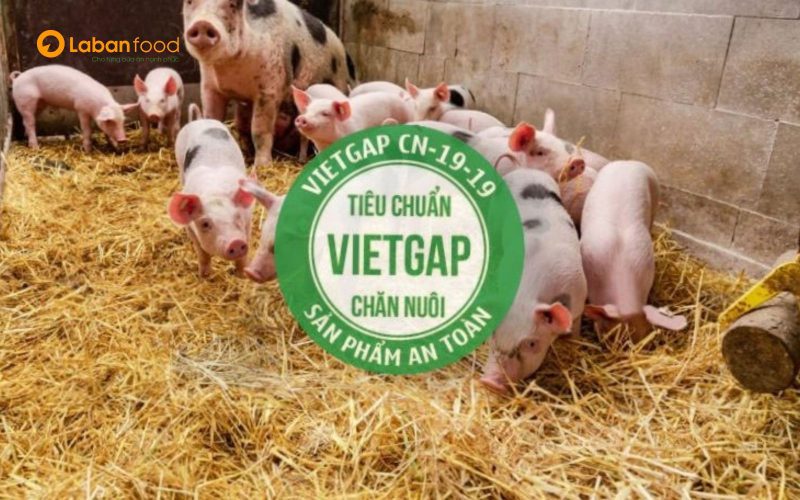 Tiêu chuẩn VietGap trong chăn nuôi lợn