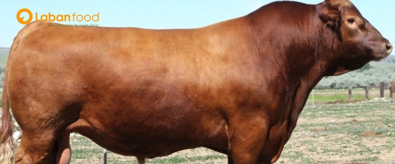 Thịt bò Canada được lấy từ giống bò Angus