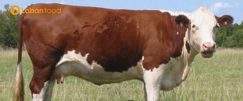 Giống bò Hereford là 1 trong 3 giống bò lấy thịt tại Mỹ