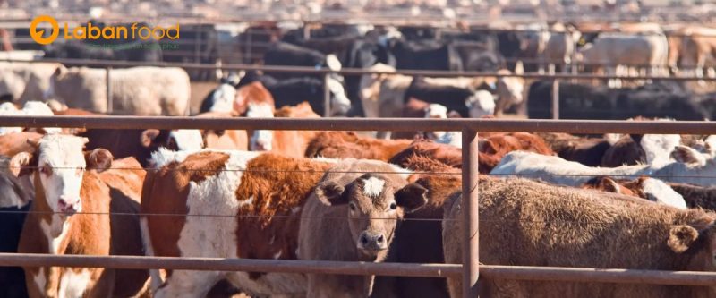 Trang trại vỗ béo (feedlot) tại nông trường Mỹ