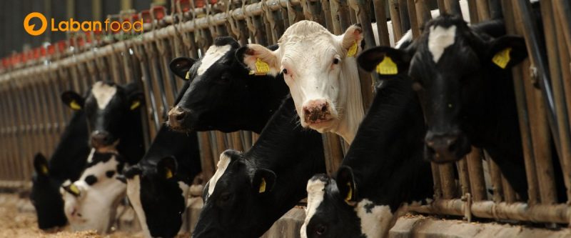 Quy trình chăn nuôi bò Úc được kiểm soát nghiêm ngặt