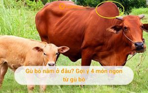 Gù bò nằm ở đâu. vị trí của gù bò trên con bò