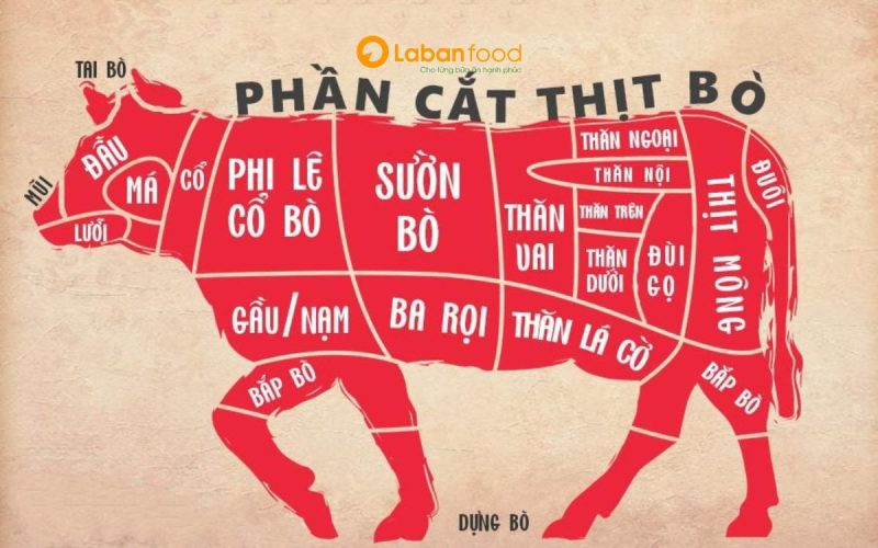 Gù bò nằm ở đâu, phân biệt gù bò và gầu bò
