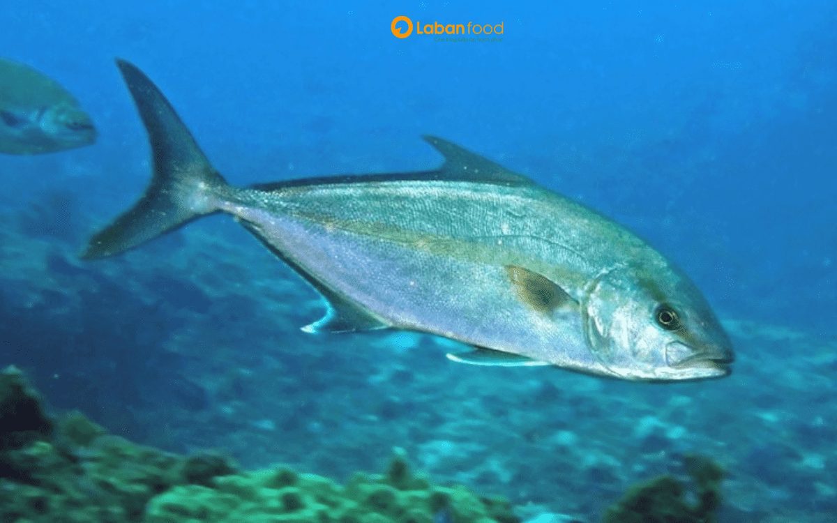 cá cam có tốt không