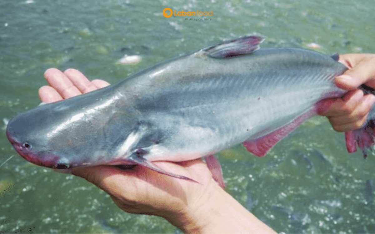 cá basa nấu món gì​