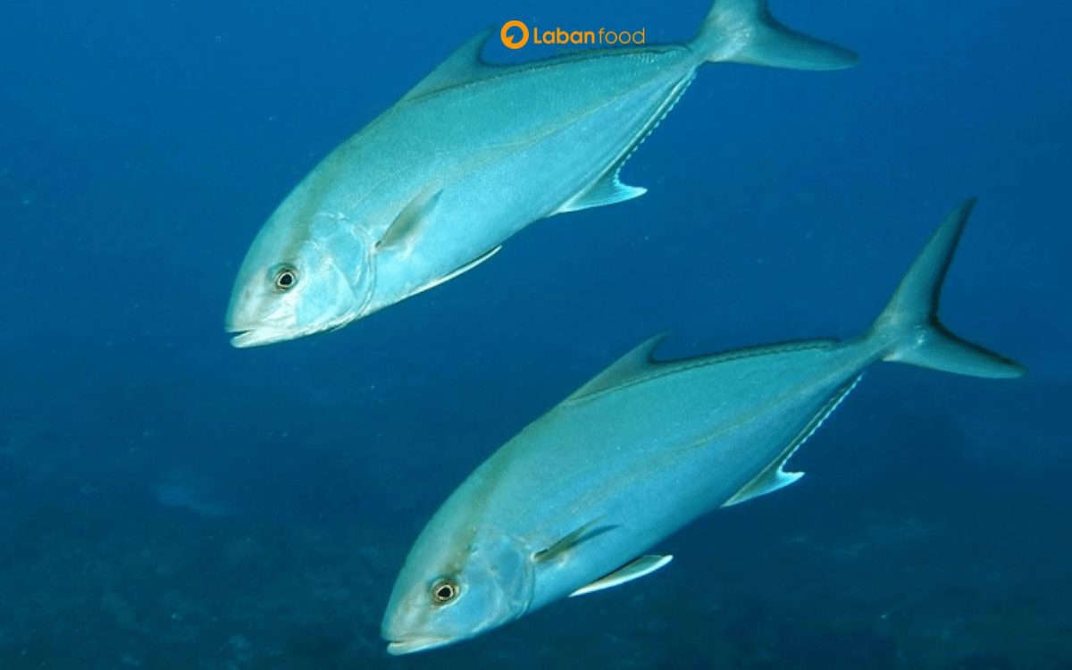 cá cam nấu món gì ngon