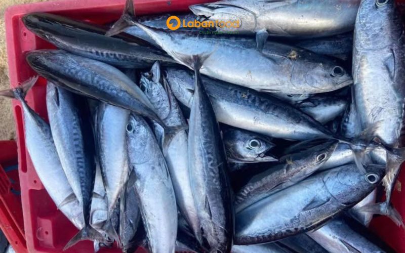 cá ngừ ồ làm gì ngon