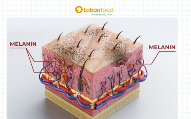 ăn thịt bò có bị sẹo lồi không