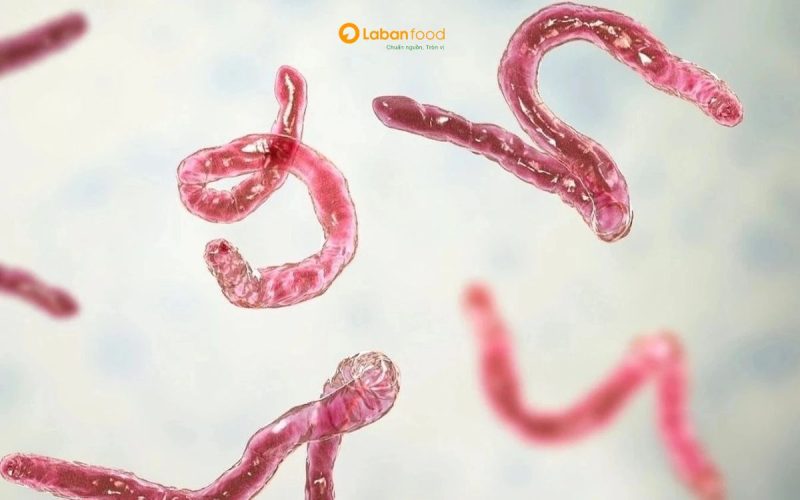 ăn thịt lợn sống có sao không