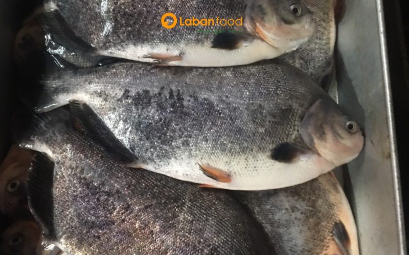 cá chim đen nấu món gì ngon