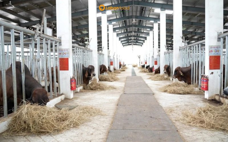 thủ tục nhập thịt bò đông lạnh