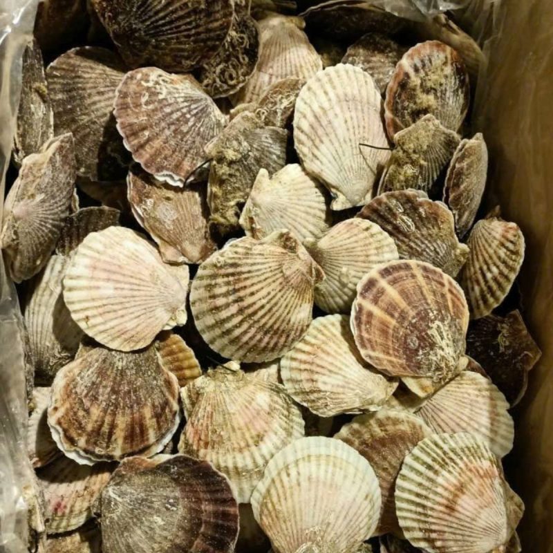 Sò điệp Nhật