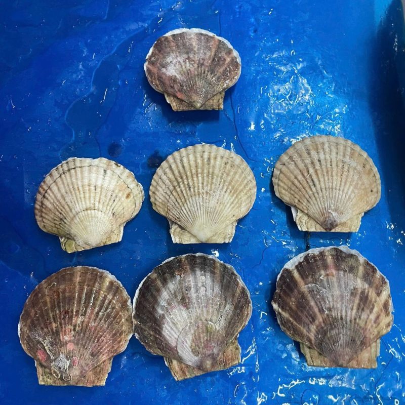 so-diep-nhat-03 Sò điệp Nhật