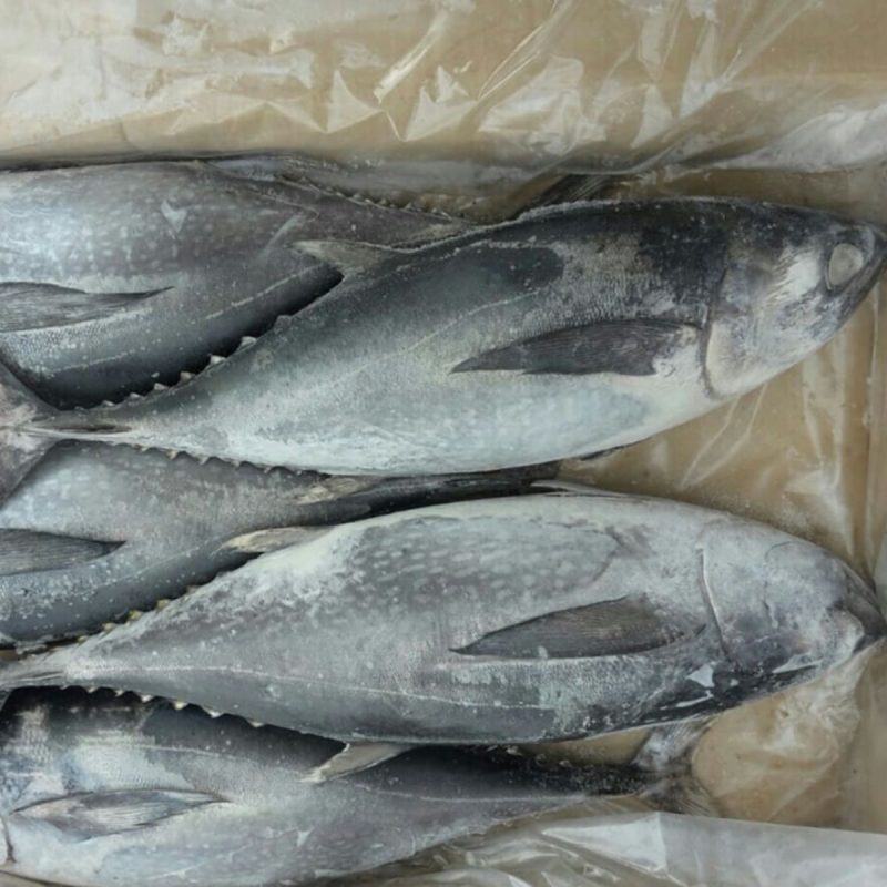 cá ngừ bò