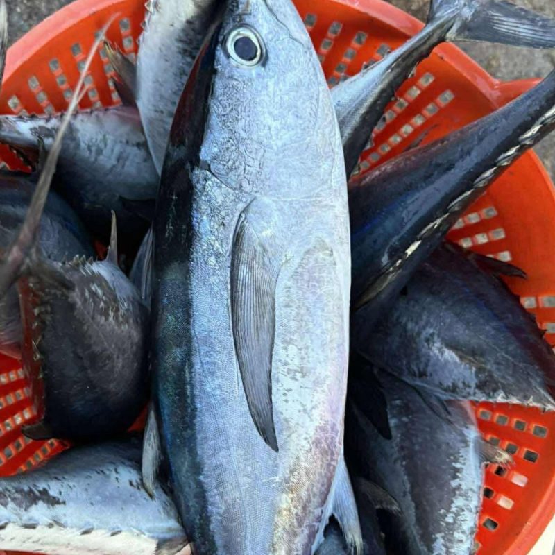 cá ngừ bò