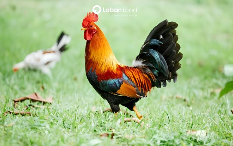 cách chọn thịt gà ngon