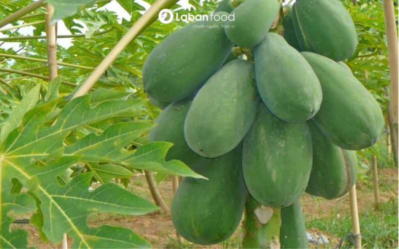 đuôi trâu hầm đu đủ