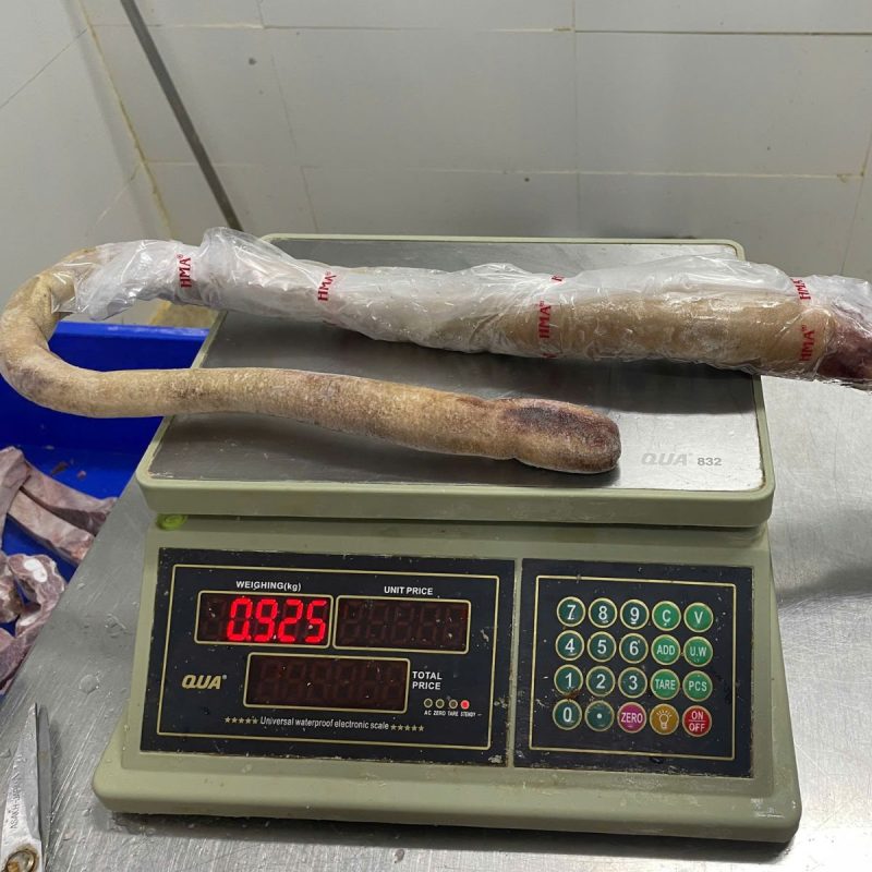 đuôi trâu Ấn Độ M57
