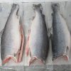 Cá hồi đông lạnh Coho
