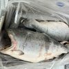 Cá hồi đông lạnh Coho