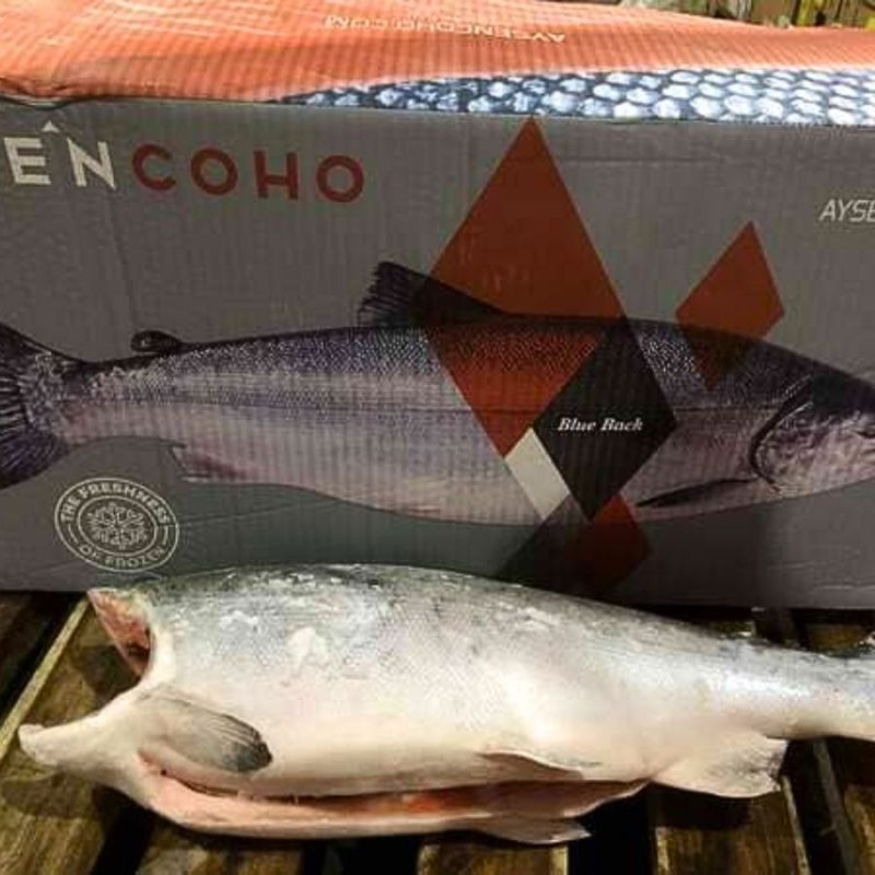 Cá hồi đông lạnh Coho